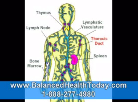 Lymphatic System Circulation, Lymphatic System