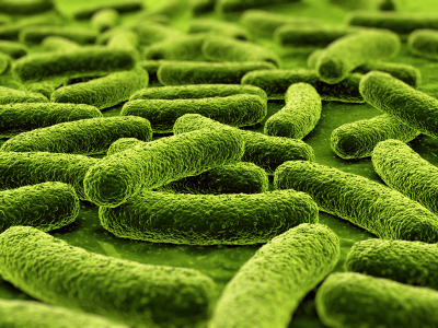Bacteria Fungal Toxins